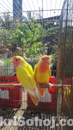 Peach face love bird